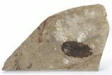 Fossil Leaf (Fagus) - McAbee, BC #226045-1
